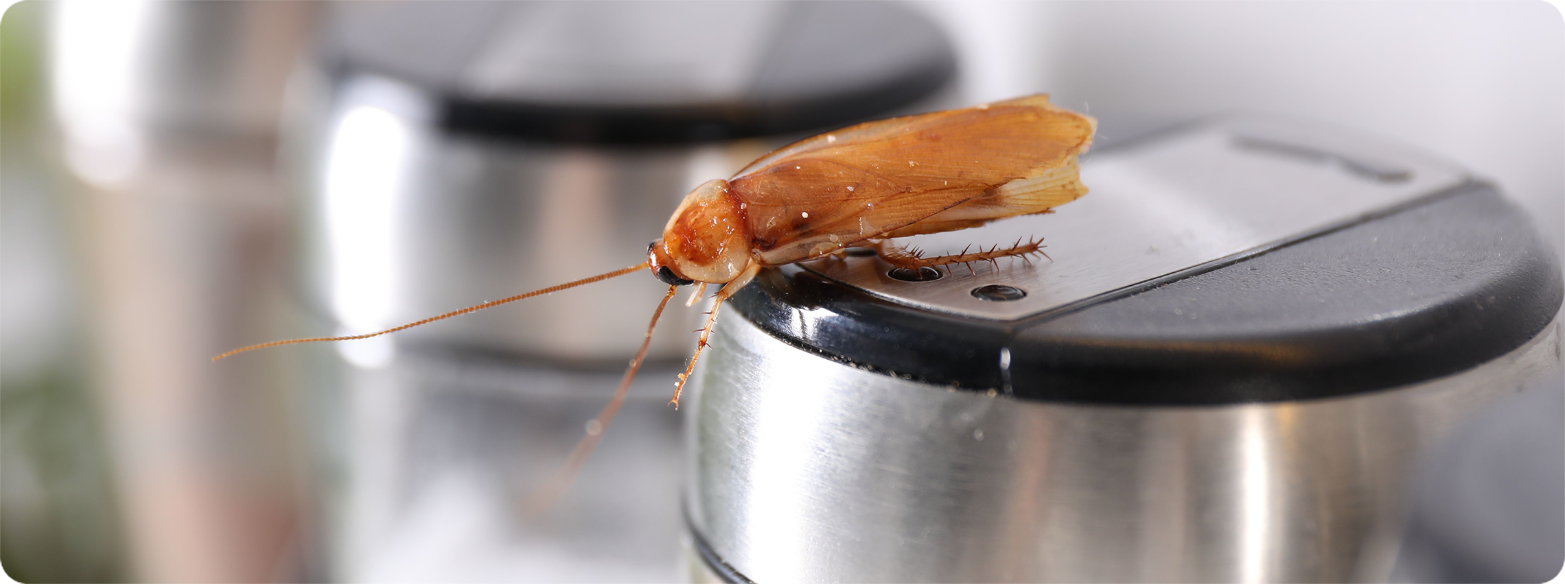 Meet Your Uninvited Guests: The Lowdown on Household Pests